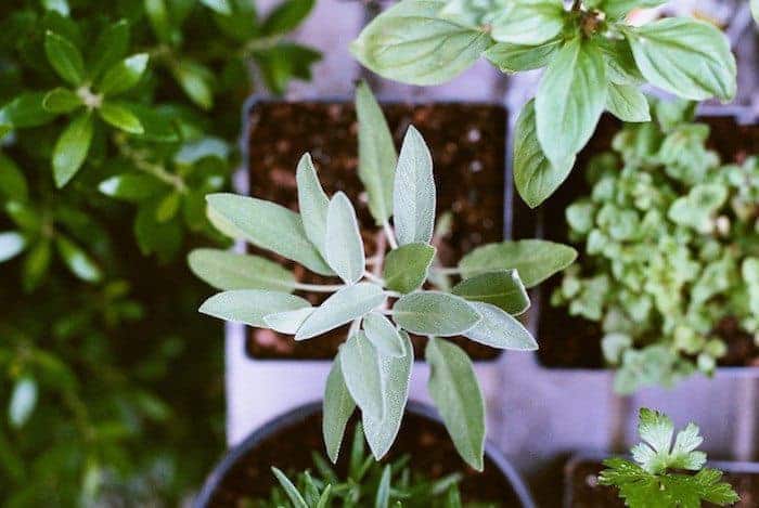 How to Integrate Chinese Medicine into Your Everyday Life