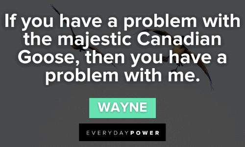 “If you have a problem with the majestic Canadian Goose, then you have a problem with me.” — Wayne Letterkenny Quotes majestic canadian goose