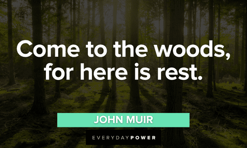 “Come to the woods, for here is rest.” - John Muir Forest quotes about the woods