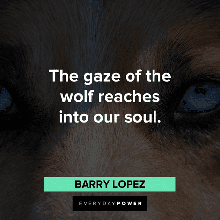 “The gaze of the wolf reaches into our soul.” - Barry Lopez the gaze of the Wolf Quotes