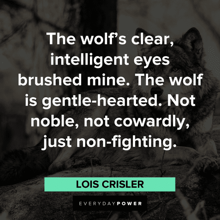 “The wolf's clear, intelligent eyes brushed mine. The wolf is gentle-hearted. Not noble, not cowardly, just non-fighting.” - Lois Crisler Wolf Quotes about their intelligence