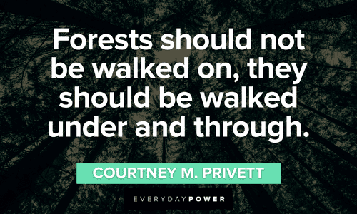 “Forests should not be walked on, they should be walked under and through.” - Courtney M. Privett Forests quotes