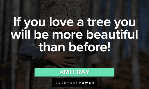 “If you love a tree you will be more beautiful than before!” - Amit Ray Forest quotes about trees