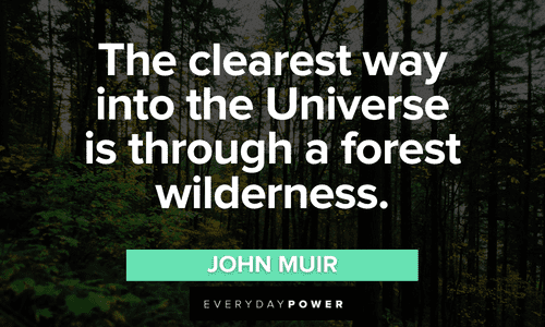 “The clearest way into the Universe is through a forest wilderness.” - John Muir Forest quotes about the wilderness