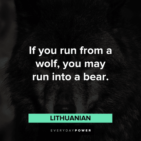 “If you run from a wolf, you may run into a bear.” – Lithuanian funny Wolf Quotes that will make your day