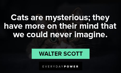 cat quotes about cats are mysterious