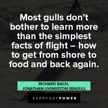 Jonathan Livingston Seagull quotes about learn more than the simplest facts of flight