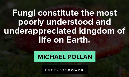 mushroom quotes about the Fungi constitute