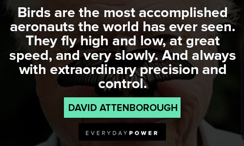 david attenborough quotes about bird
