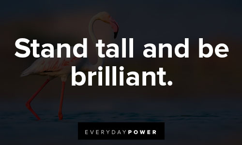 flamingo quotes about brilliant