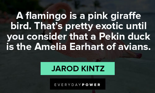 flamingo quotes about pretty