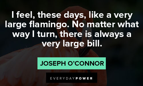 flamingo quotes about bill