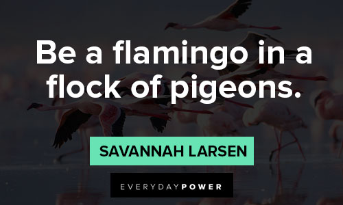 flamingo quotes on be a flamingo in a flock of pigeons