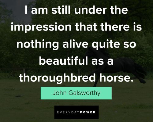 meaningful horse quotes
