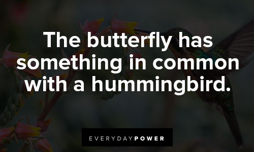 hummingbird quotes about butterfly