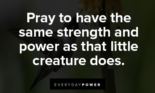 hummingbird quotes about power