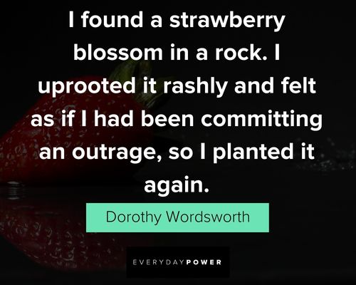 Funny strawberry quotes and sayings