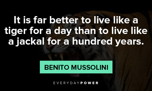 tiger quotes about it is better to live one day with the strength and ferocity of a tiger