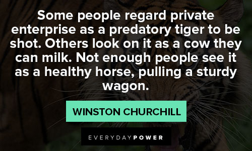 tiger quotes about horse