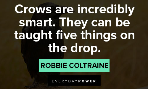 Crow quotes about their intelligence and cleverness