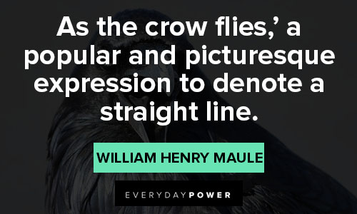 Other crow quotes